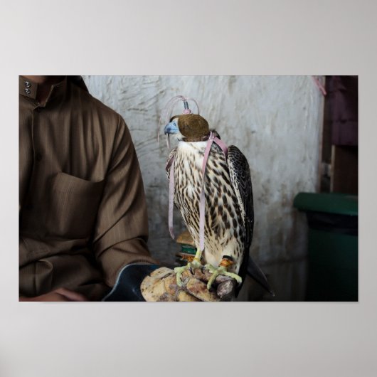 Falconry falcon poster (Voorkant)