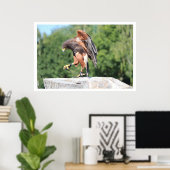 Falconry Harris Hawk met Jesses Poster (Thuiskantoor)