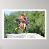 Falconry Harris Hawk met Jesses Poster (Voorkant)