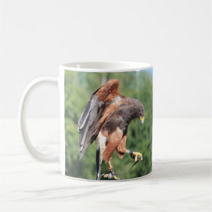 Falconry, Joned Harris Hawk Koffiemok