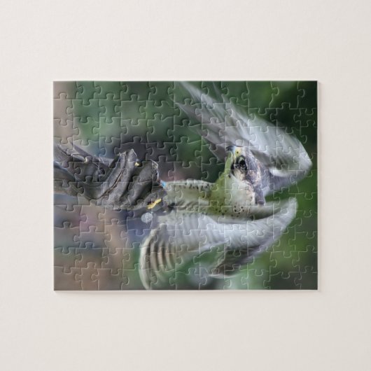 Falconry Legpuzzel (Horizontaal)