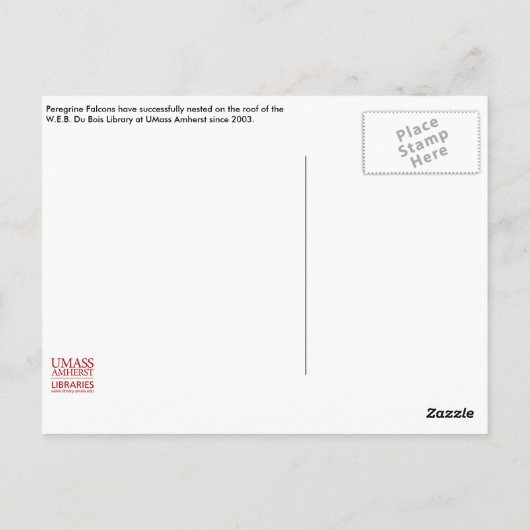 Falcons of Du Bois Library briefkaart (Achterkant)