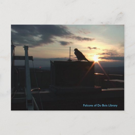 Falcons of Du Bois Library briefkaart (Voorkant)