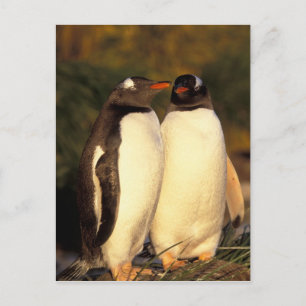 Falklandeilanden. Ezelspinguïns. (Pyroscelis Briefkaart