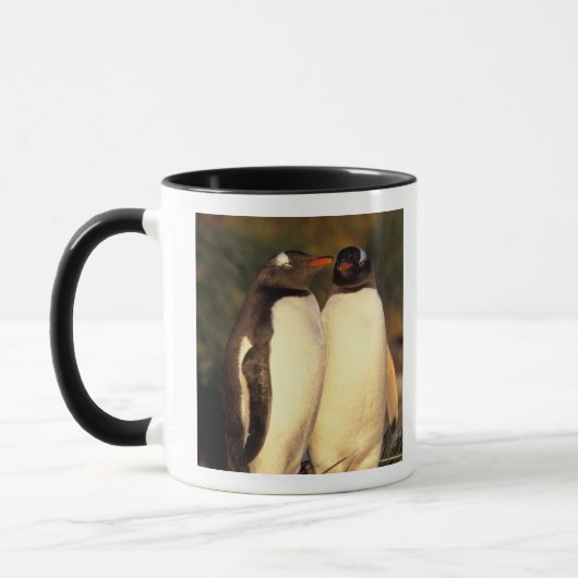 Falklandeilanden. Ezelspinguïns. (Pyroscelis Mok (Links)