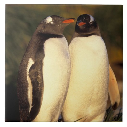 Falklandeilanden. Ezelspinguïns.  (Pyroscelis Tegeltje (Voorkant)