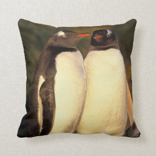 Falklandeilanden. Gento Penguins. (Pyroscelis Kussen