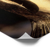 Falklandeilanden. Gento Penguins. (Pyroscelis Poster (Hoek)