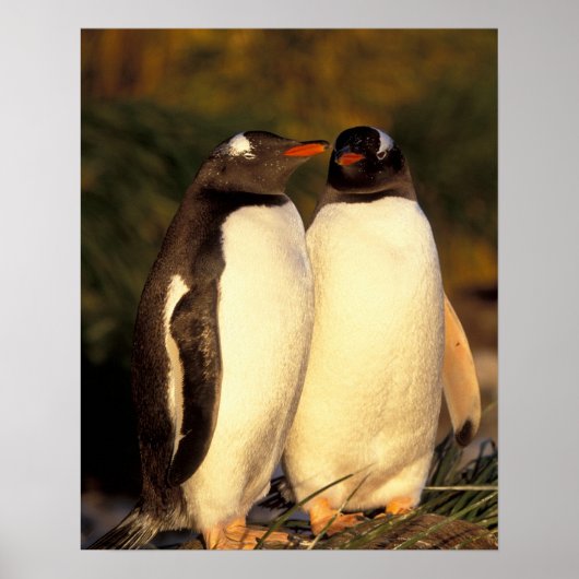 Falklandeilanden. Gento Penguins. (Pyroscelis Poster (Voorkant)