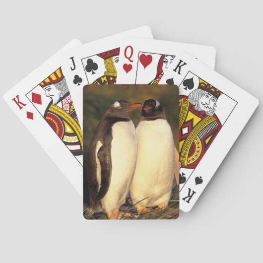 Falklandeilanden. Gentoo-pinguïns. (Pyroscelis Pokerkaarten (Achterkant)