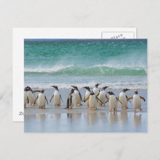 Falklandeilanden. Het eiland Saunders. Gentoo Briefkaart (Voorkant / Achterkant)