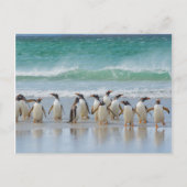 Falklandeilanden. Het eiland Saunders. Gentoo Briefkaart (Voorkant)
