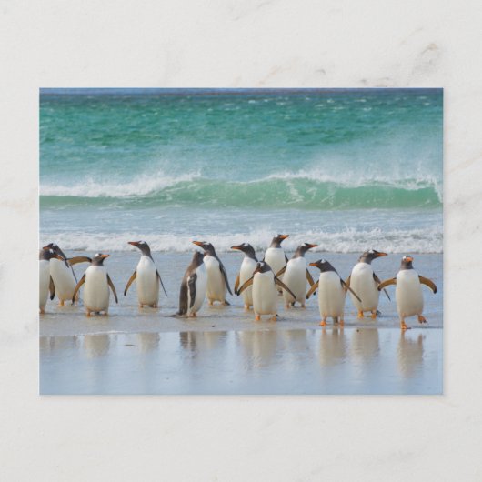 Falklandeilanden. Het eiland Saunders. Gentoo Briefkaart (Voorkant)