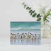 Falklandeilanden. Het eiland Saunders. Gentoo Briefkaart (Staand voorkant)