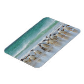 Falklandeilanden. Het eiland Saunders. Gentoo Magneet (Linkerzijde)