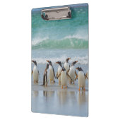 Falklandeilanden. Saunders Island. Gentoo Klembord (Links)