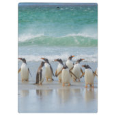 Falklandeilanden. Saunders Island. Gentoo Klembord (Achterkant)