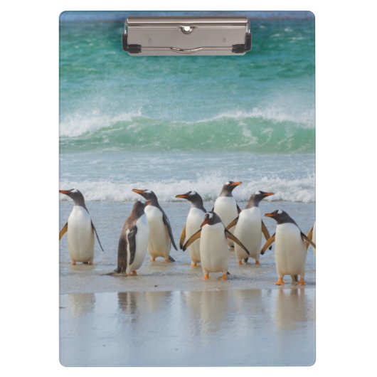 Falklandeilanden. Saunders Island. Gentoo Klembord (Voorkant)