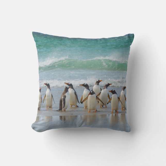 Falklandeilanden. Saunders Island. Gentoo Kussen (Voorkant)
