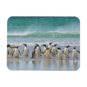 Falklandeilanden. Saunders Island. Gentoo Magneet