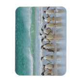 Falklandeilanden. Saunders Island. Gentoo Magneet (Verticaal)