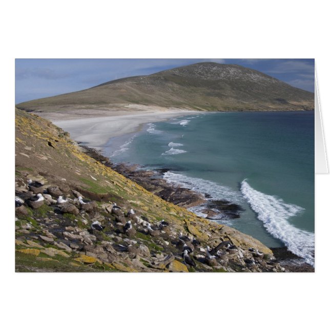 Falklandeilanden, West Falkland, Saunders (Voorkant Horizontaal)