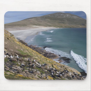 Falklandeilanden, West Falkland, Saunders Muismat