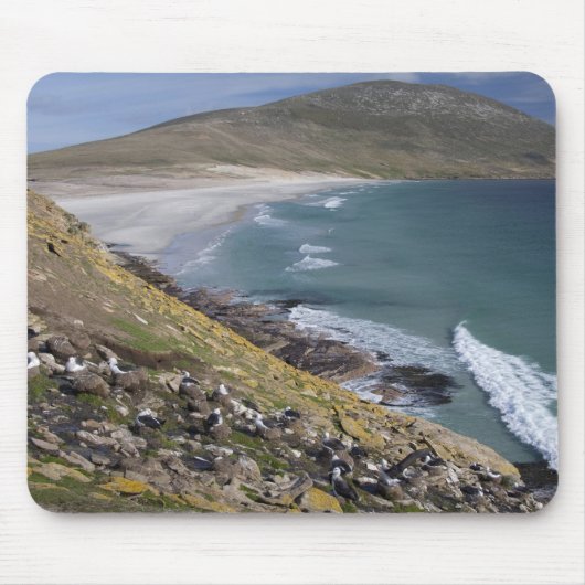 Falklandeilanden, West Falkland, Saunders Muismat (Voorkant)