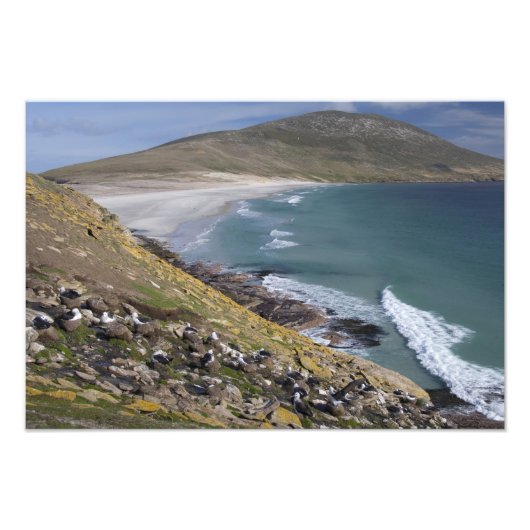 Falklandeilanden, West-Falklandeilanden, Saunders Foto Afdruk (Voorkant)