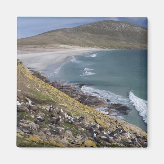 Falklandeilanden, West-Falklandeilanden, Saunders Magneet (Voorkant)