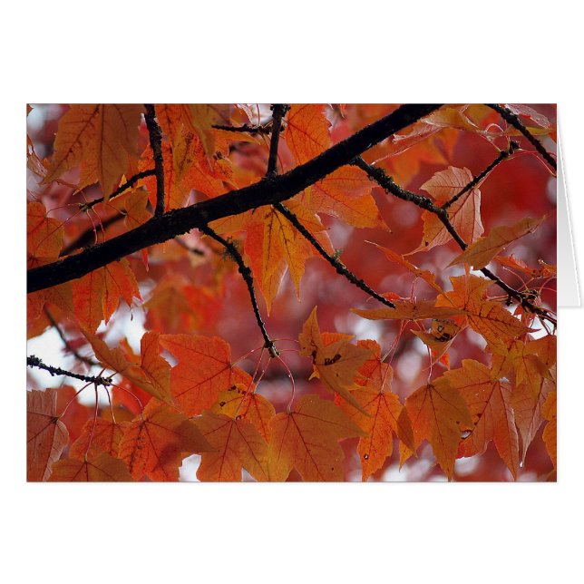 FALL COLORS (Voorkant Horizontaal)