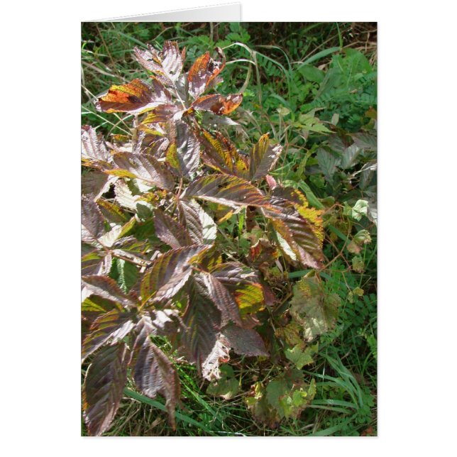 Fall Colors (Voorkant)