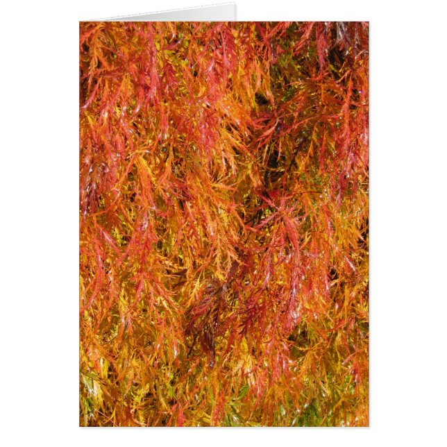 Fall Colors (Voorkant)
