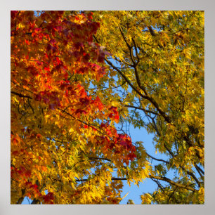 Fall Colors, Blue Sky, Ohio Poster