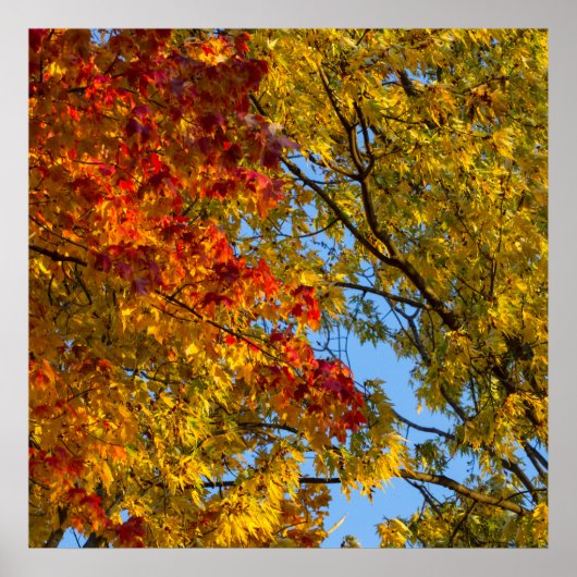 Fall Colors, Blue Sky, Ohio Poster (Voorkant)