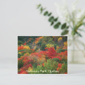 Fall Colors Briefkaart (Staand voorkant)