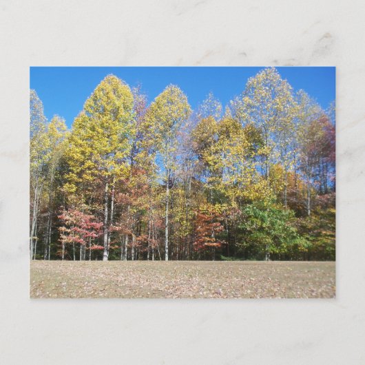 Fall Colors Briefkaart (Voorkant)