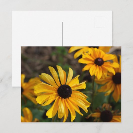 Fall Colors Briefkaart (Voorkant / Achterkant)