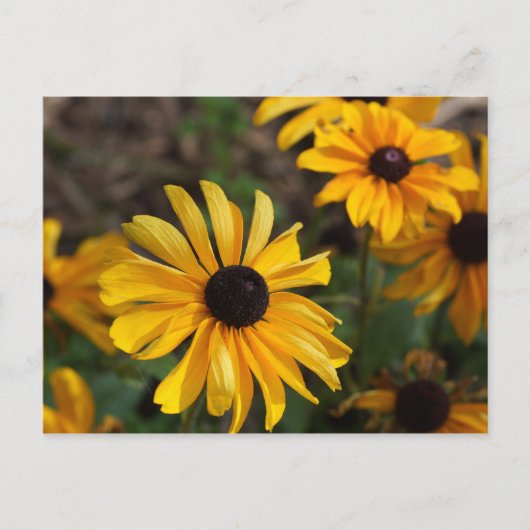 Fall Colors Briefkaart (Voorkant)