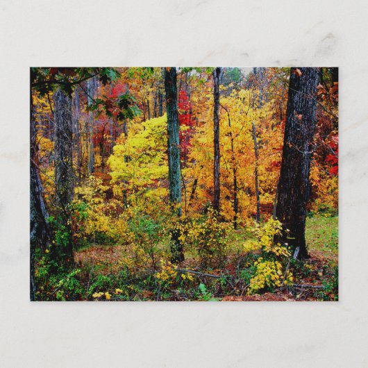 FALL COLORS BRIEFKAART (Voorkant)