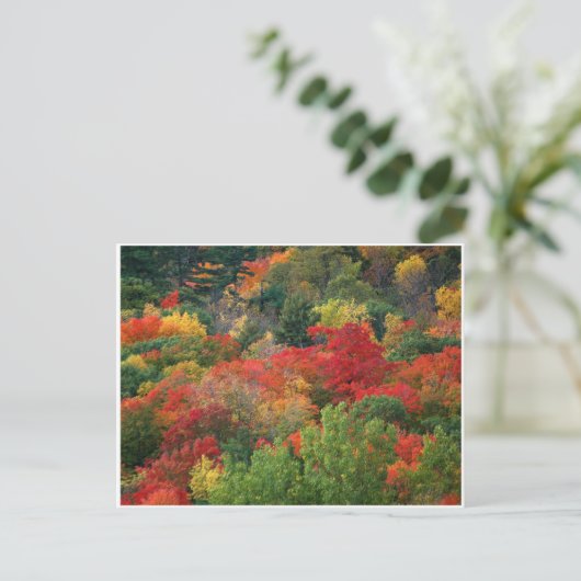 Fall Colors Briefkaart (Staand voorkant)