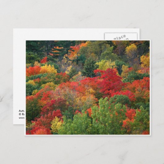 Fall Colors Briefkaart (Voorkant / Achterkant)