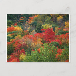 Fall Colors Briefkaart