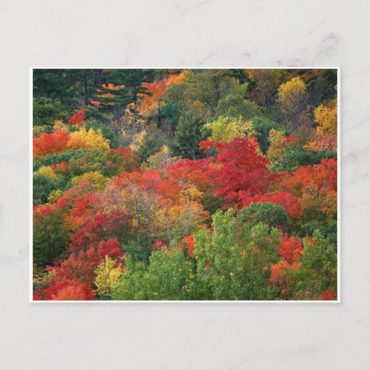 Fall Colors Briefkaart (Voorkant)