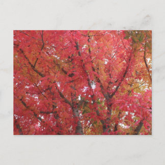 Fall Colors in Napa, Californië Briefkaart