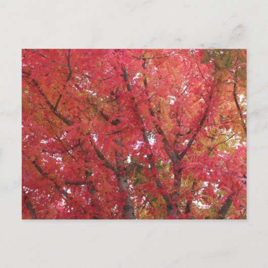 Fall Colors in Napa, Californië Briefkaart (Voorkant)