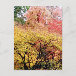 Fall Colors in Seattle Briefkaart