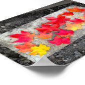Fall Colors Maple laat Thanksgiving foto afdrukken Poster (Hoek)