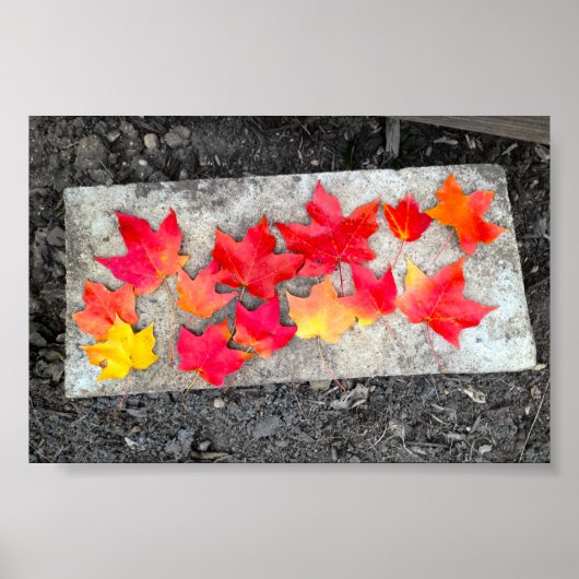 Fall Colors Maple laat Thanksgiving foto afdrukken Poster (Voorkant)