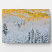 Fall Colors of Aspens | Rocky Mountains, Colorado Fotoplaat (voorkant)